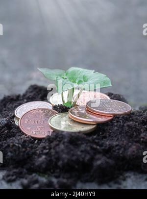 Foto einer kleinen grünen Pflanze, die aus Münzen oder Geld wächst Stockfoto