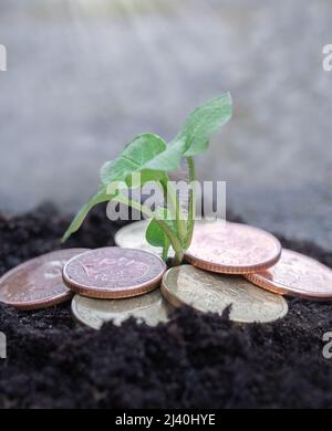 Foto einer kleinen grünen Pflanze, die aus Münzen oder Geld wächst Stockfoto