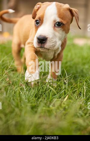 Halten Sie an und riechen Sie das frisch gemähte Gras. Schuss von Welpen, die im Gras herumtollen. Stockfoto