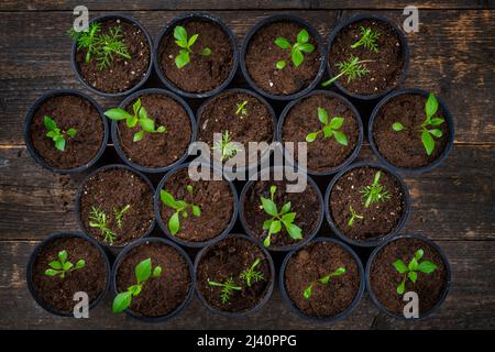 Vor kurzem transpontierte junge Blumensämlinge. Schneiden Blume Sämlinge Gartenarbeit Hintergrund. Draufsicht auf Holzhintergrund. Stockfoto