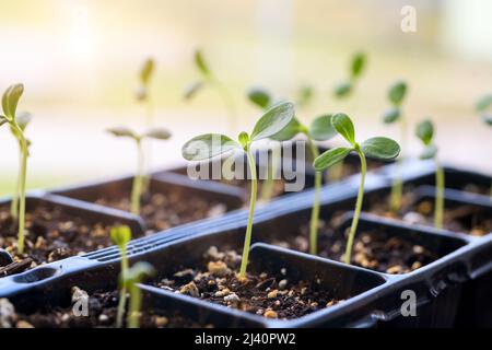 Junge Aster Sämlinge wachsen in einer Vermehrung Tablett. Frühling Gartenarbeit Hintergrund. Stockfoto