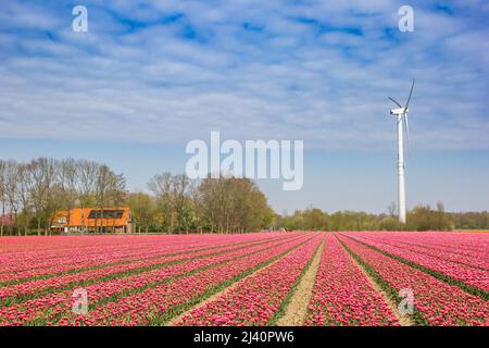 Buntes Tulpenfeld vor einer Windmühle in Noordoostpolder, Niederlande Stockfoto