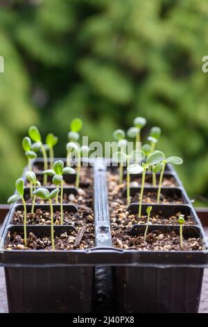 Junge Aster Sämlinge wachsen in einer Vermehrung Tablett. Frühling Gartenarbeit Hintergrund. Stockfoto