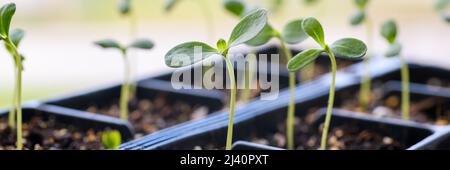 Junge Aster-Sämlinge, die in einer Ausbreitungsschale wachsen. Spring Gardening Banner. Stockfoto