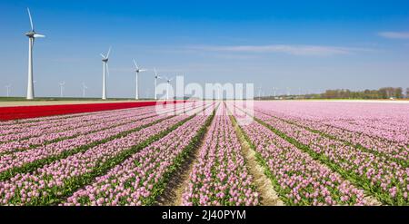 Panorama von rosa und roten Tulpen vor Windkraftanlagen in Noordoostpolder, Niederlande Stockfoto