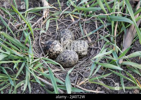 Kiebitz-Gelege, nördliche Kiebitzkupplung, Vanellus vanellus Stockfoto