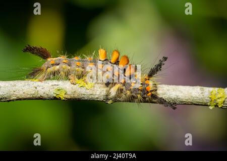 Schehen-Bürstenspinner (Orgyia antiqua) Stockfoto