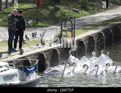 Norwich, Großbritannien. 10. April 2022. Menschen beobachten die Schwäne am Fluss Wensum an einem sonnigen Tag in Norwich, Norfolk. Kredit: Paul Marriott/Alamy Live Nachrichten Stockfoto