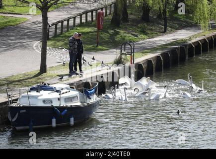 Norwich, Großbritannien. 10. April 2022. Menschen beobachten die Schwäne am Fluss Wensum an einem sonnigen Tag in Norwich, Norfolk. Kredit: Paul Marriott/Alamy Live Nachrichten Stockfoto