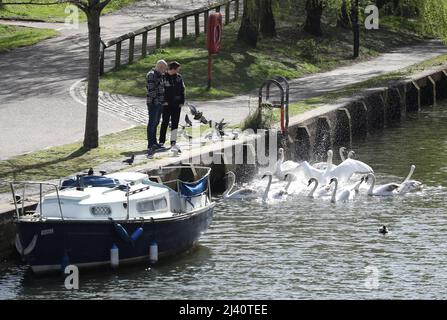 Norwich, Großbritannien. 10. April 2022. Menschen beobachten die Schwäne am Fluss Wensum an einem sonnigen Tag in Norwich, Norfolk. Kredit: Paul Marriott/Alamy Live Nachrichten Stockfoto