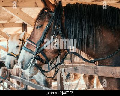 Wunderschöne Pferde stehen im Freiluftstand, Nahaufnahme auf Tierkopf. Stockfoto