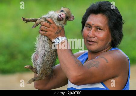 Surinam, ein Mann aus dem Stamm der Trio-indianer, der im Dorf Tepu, amazonasgebiet, lebt, hat ein Pekari- oder Buschschwein gefangen. Dieses Tier (Peccary, auch Speer Stockfoto