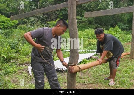 Surinam, im Amazonas-Triumdorf Tepu, wird ein Haus mit Naturprodukten gebaut. Die beiden Männer benutzen Holzstangen aus dem amazonaswald um den herum Stockfoto