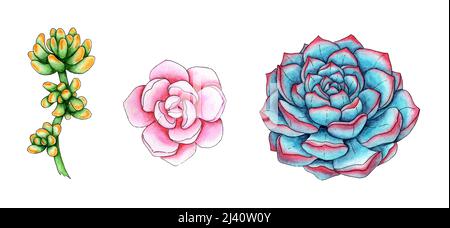 Satz von Aquarell-Illustrationen verschiedener Sukkulenten. Er eignet sich perfekt für Postkarten, Poster, Banner, Einladungen, Grußkarten, Ausdrucke. Isoliertes o Stockfoto
