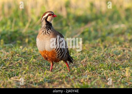 Männliche Rotbeinige Rebhuhn Nahaufnahme auf dem Feld mit Morgensonne in Norfolk England. Wilder Vogel, der auf dem Boden läuft Stockfoto