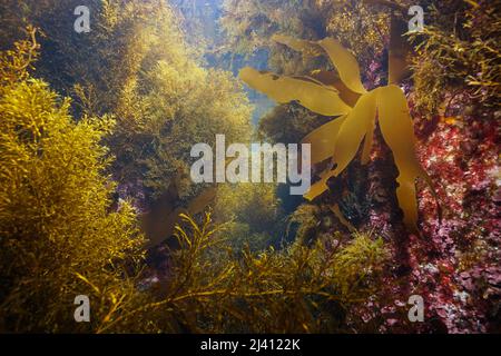 Algen unter Wasser im Atlantischen Ozean, Spanien, Galizien Stockfoto