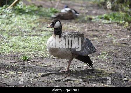 Nahaufnahme eines Graylag Goose (Anser anser) x Canada Goose (Branta canadensis) Hybrid, der auf einem Bein in der Sonne in Großbritannien steht Stockfoto