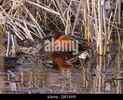 Eine wunderschöne Zimt-Teelente (Anas cyanoptera) in den Rohrkegeln im Wasservogelgebiet Farmington Bay, Farmington, Davis County, Utah, USA. Stockfoto