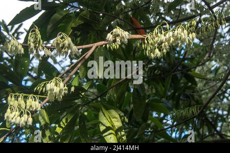 Weiße Blüte des Blauen Quandong-Baumes, Elaeocarpus angustifolius. Zweig mit Trauben von zarten weißen Blüten. Queensland, Australien. Bush Tucker. Stockfoto