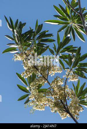 Blick auf den Zweig der weißen Blüte des blauen Quandong-Baumes, Elaeocarpus angustifolius, gegen den blauen Himmel. Queensland, Australien. Stockfoto