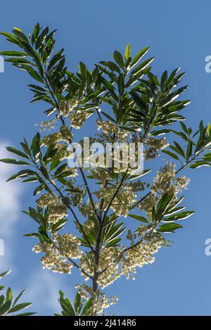 Blick auf den Zweig der weißen Blüte des blauen Quandong-Baumes, Elaeocarpus angustifolius, gegen den blauen Himmel. Queensland, Australien. Stockfoto