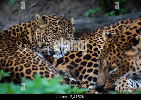 Zwei Leoparden, die im Wald schlafen Stockfoto
