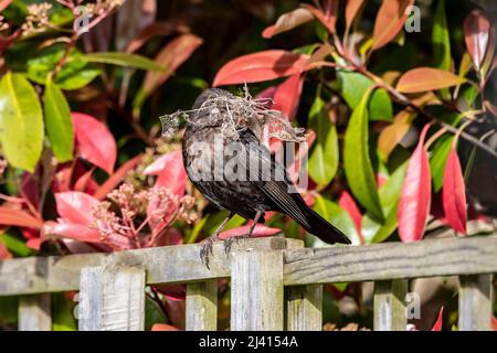 Northampton, Großbritannien. 11.. April 2022. Amsel. Turdus merula (Turdidae) (der immer das Nest baut) sammelt Material in einem Garten zum Nestbau. Kredit: Keith J Smith./Alamy Live Nachrichten. Stockfoto