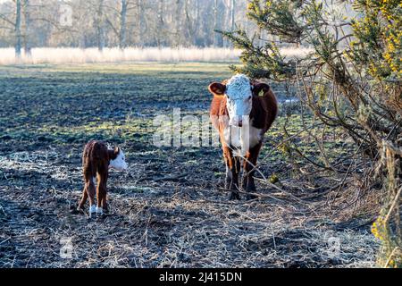 Ayrshire-Kuh mit Jungkalb, Norfolk, East Anglia, England, Großbritannien. Stockfoto