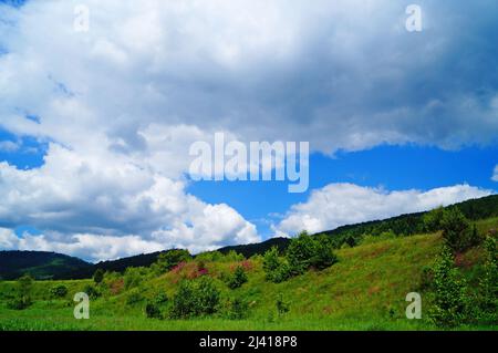 Panoramablick auf die Karpaten Berge mit grünem Gras und Wald an einem sonnigen Sommertag bedeckt Stockfoto