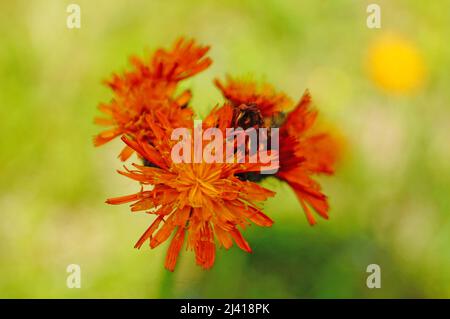 Wilde Blume mit zarten leuchtend orangefarbenen Blütenblättern auf dem Rasen an einem sonnigen Sommertag Stockfoto