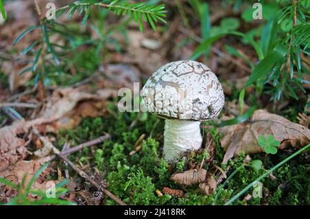 Amanita-Pilz mit beigefarbener Mütze und weißen Flecken und einem weißen Stiel im Wald Stockfoto