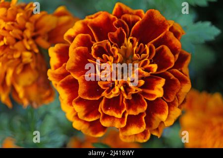 Ringelblume mit zarten orangen Blütenblättern auf einem Blumenbeet mit grünen Blättern am sonnigen Sommertag Stockfoto