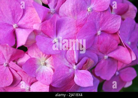 Hortensienzweig mit großen rosa Blüten und grünen Blättern an einem sonnigen Sommertag Stockfoto
