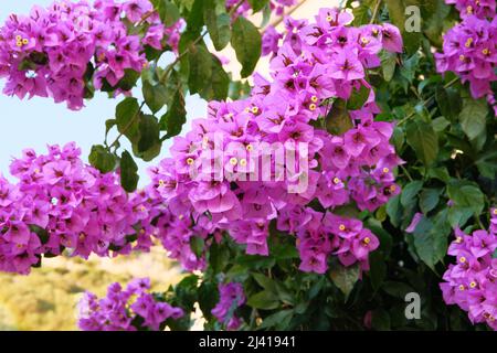 Violette helle Blüten von Bougainvillea auf verschwommenem Hintergrund. Nahaufnahme von wunderschönen lila blühenden Blumen im Garten auf dem Blumenbeet. Stockfoto