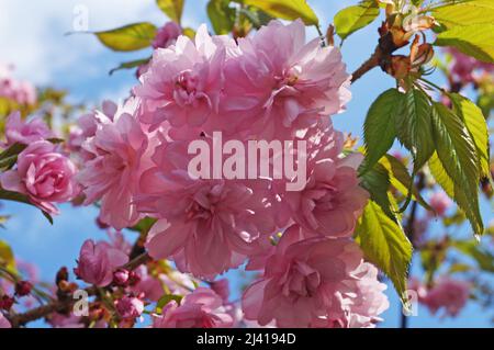 Sakura-Zweig mit zarten Blüten und Knospen mit rosa Blütenblättern auf einem Baum im Park an einem Frühlingstag Stockfoto