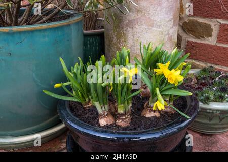 Ein flacher Topf, der mit Tete a Tete Narcissus, Miniatur-Narzissenbirnen, gepflanzt wurde. Stockfoto