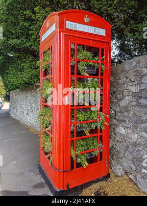 Eine traditionelle britische rote öffentliche Telefonbox, gefüllt mit Pflanzen an einer Steinmauer. Sneyd Park, Bristol. VEREINIGTES KÖNIGREICH Stockfoto