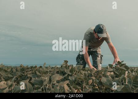 Ernst besorgter Agrarfarmer, der die Entwicklung von grünen Sojabohnenpflanzen auf Plantagenfeldern untersucht, selektiver Fokus Stockfoto