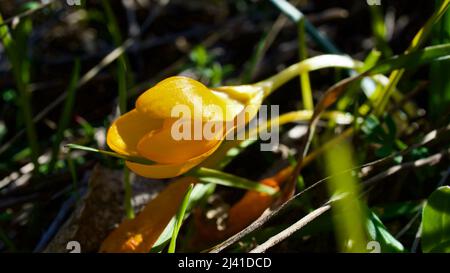 Schneeglöckchen-Blume, der Vorbote des Frühlings. Der blühende Frühling ist der Schneeglöp. Snowdrop ist eine der ersten Blüten, die im Frühjahr blühen. Stockfoto