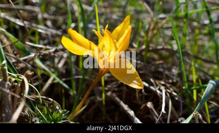 Schneeglöckchen-Blume, der Vorbote des Frühlings. Der blühende Frühling ist der Schneeglöp. Snowdrop ist eine der ersten Blüten, die im Frühjahr blühen. Stockfoto