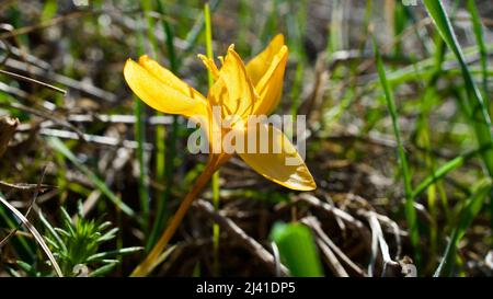 Schneeglöckchen-Blume, der Vorbote des Frühlings. Der blühende Frühling ist der Schneeglöp. Snowdrop ist eine der ersten Blüten, die im Frühjahr blühen. Stockfoto