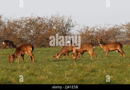 REHE Gruppe grasen in den frühen Morgen, Großbritannien. Stockfoto