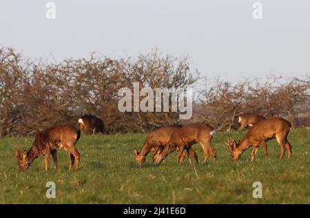 REHE (Capreolus capreolus) Gruppe grasen am frühen Morgen, Großbritannien. Stockfoto