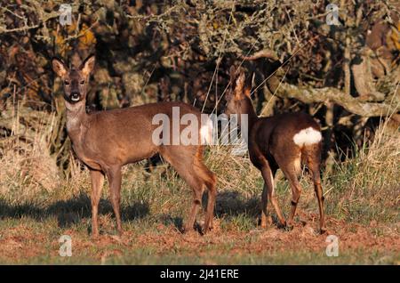 REHE (Capreolus capreolus) weiblich (Rehe) und männlich (Buck), Großbritannien. Stockfoto