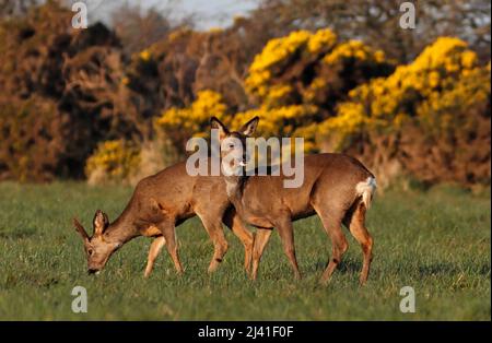 REHE (Weibchen) und Bock (Männchen), die zusammen auf Nahrungssuche gehen, Großbritannien. Stockfoto