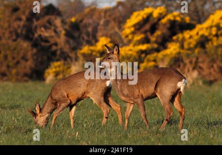 REH-Weibchen (Rehe) und Männchen (Buck), die zusammen auf Nahrungssuche sind, Großbritannien. Stockfoto