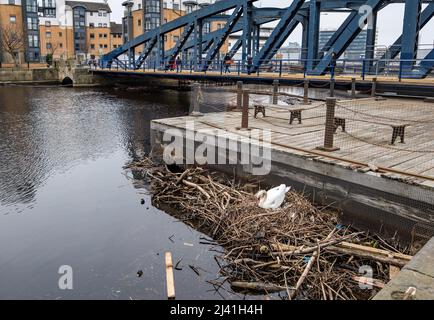 Water of Leith, Edinburgh, Schottland, Vereinigtes Königreich, 11.. April 2022. Schwan brütet in Trümmern: Ein stummer Schwan hat ein Nest aus den Trümmern und dem Müll gebaut, der sich an der Mündung des Flusses neben der alten gusseisernen Schaukelbrücke, Victoria Bridge on the Shore in Leith, sammelt Stockfoto