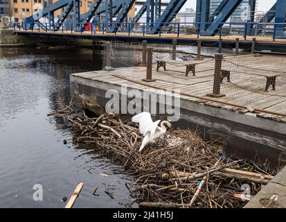 Water of Leith, Edinburgh, Schottland, Vereinigtes Königreich, 11.. April 2022. Schwan brütet in Trümmern: Ein stummer Schwan hat ein Nest aus den Trümmern und dem Müll gebaut, der sich an der Mündung des Flusses neben der alten gusseisernen Schaukelbrücke, Victoria Bridge on the Shore in Leith, sammelt Stockfoto