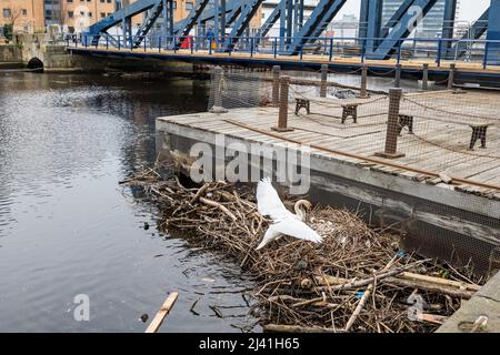 Water of Leith, Edinburgh, Schottland, Vereinigtes Königreich, 11.. April 2022. Schwan brütet in Trümmern: Ein stummer Schwan hat ein Nest aus den Trümmern und dem Müll gebaut, der sich an der Mündung des Flusses neben der alten gusseisernen Schaukelbrücke, Victoria Bridge on the Shore in Leith, sammelt Stockfoto