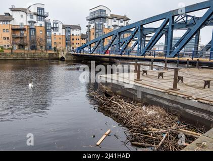 Water of Leith, Edinburgh, Schottland, Vereinigtes Königreich, 11.. April 2022. Schwan brütet in Trümmern: Ein stummer Schwan hat ein Nest aus den Trümmern und dem Müll gebaut, der sich an der Mündung des Flusses neben der alten gusseisernen Schaukelbrücke, Victoria Bridge on the Shore in Leith, sammelt Stockfoto